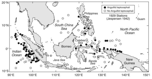 Map of the stations where anguillid leptocephali were collected in the Indonesian Seas region during the Carlsberg