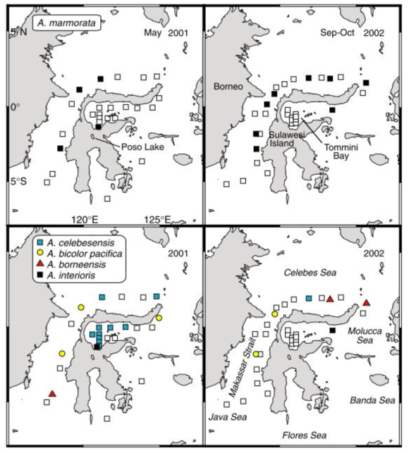 Map of the area around Sulawesi island, Indonesia showing th sampling stations (open squares) and the locations where Anguilla marmorata leptocephali were collected (black squares) during BJ-01-1 cruise in May 2001 (upper left,including a glass eel in Tomini Bay) and during BJ-02-4 in september and October (upper right, including a glass eel in the Celebes sea) and where A. bicolor pacifica, A. celebesensis, A. interioris, and A. borneeensis leptoecephali were collected.