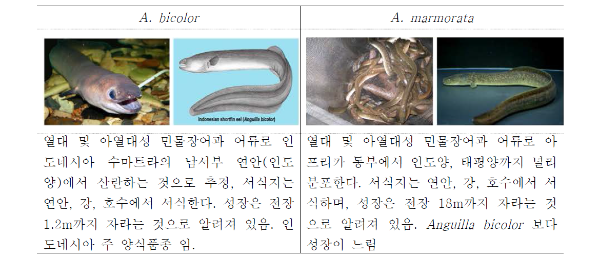 인도네시아 주요 서식 민물장어 종.