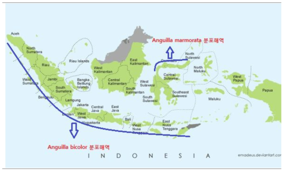 인도네시아 실장어 분포해역