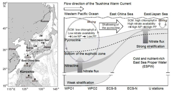 여름철 Kuroshio에서 동해 울릉분지까지의 수주구조에 따른 영양염 분포 식물플랑크톤 분포 및 기작 모식도