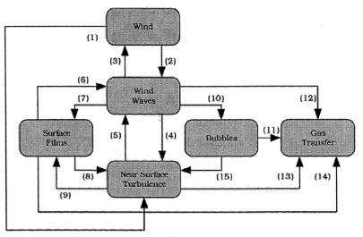 Physical process influencing the gas exchange across the surface.