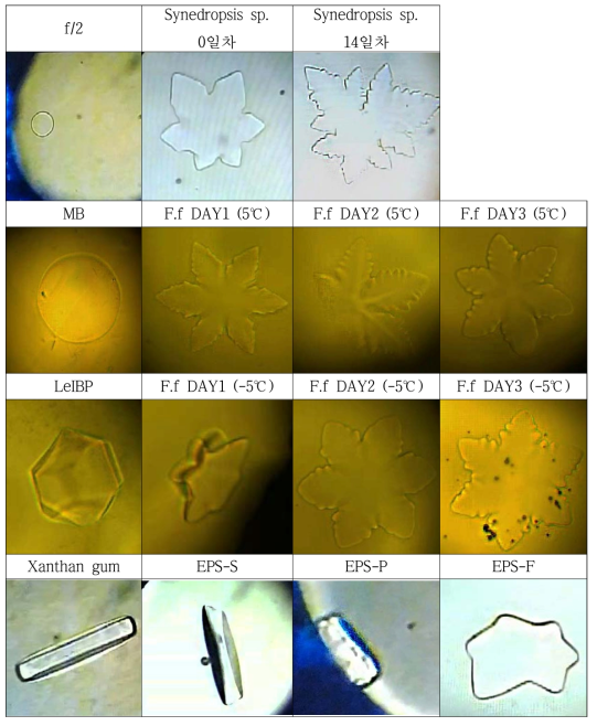 배양액과 EPS 시료의 얼음 단결정 모양