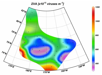 2012년 척치해의 표층대(표층-100 m)에서 적분된 바이러스 개체수 분포