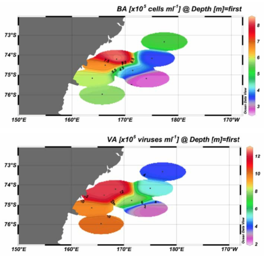 2013년 남극 로스해 박테리아(BA)와 바이러스(VA)의 표층 분포