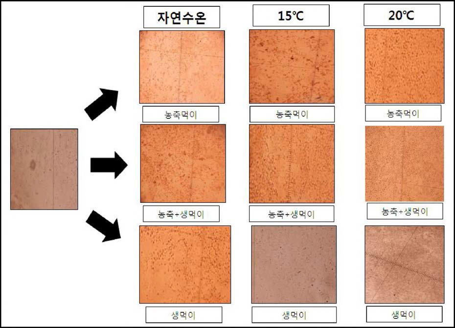 참담치의 수온과 먹이공급 형태에 따른 정소의 변화