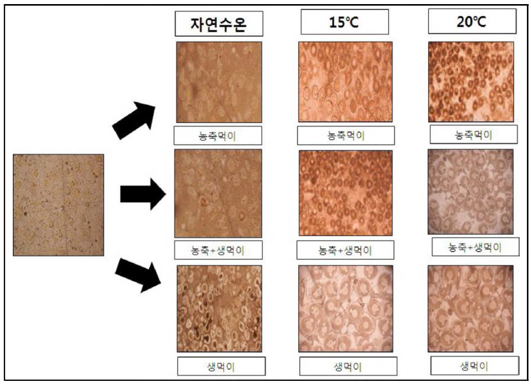 참담치의 수온과 먹이공급 형태에 따른 난소의 변화