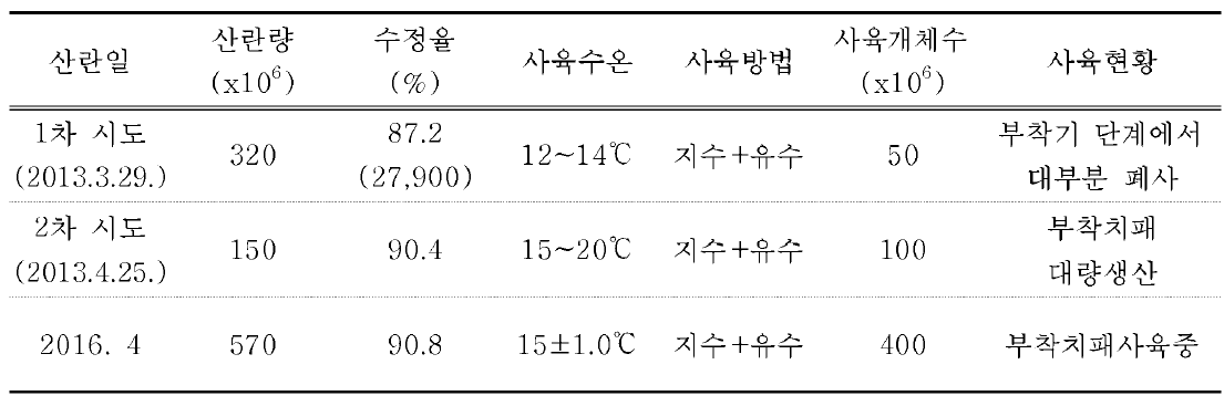 참담치 유생 대량 사육 결과