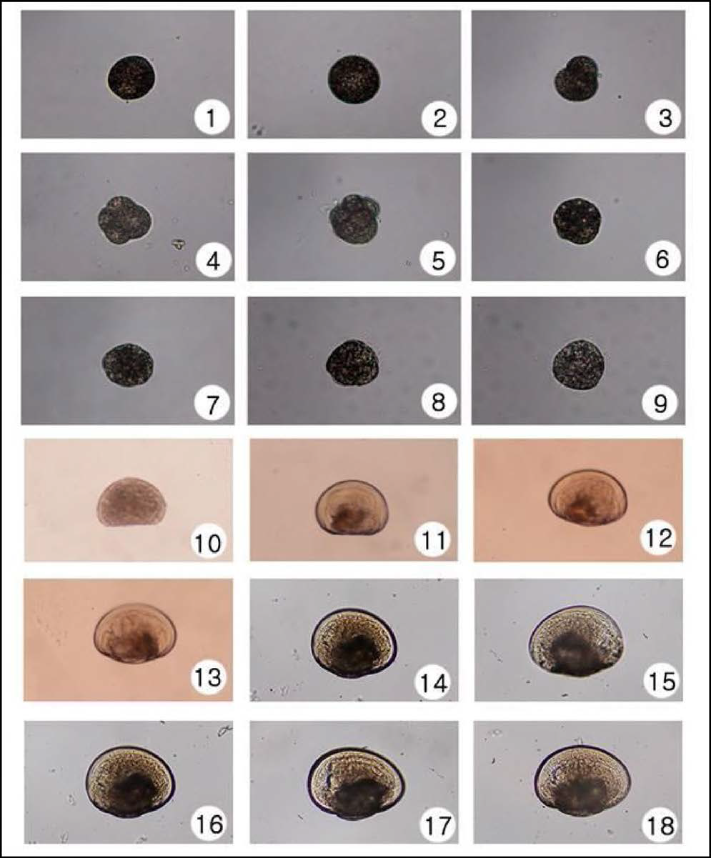 참담치 난발생 및 유생 발달 과정