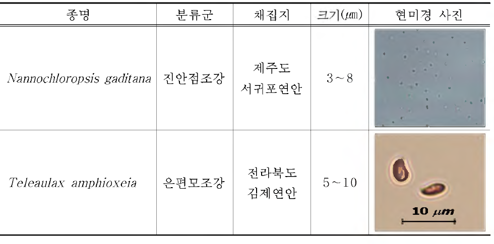 실험에 사용된 국내 연안산 신규 식물 먹이생물 종주