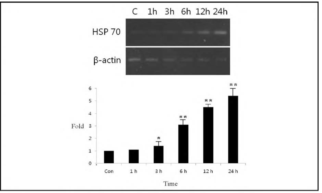 공기 노출한 홍합의 Hsp 70 유전자의 발현