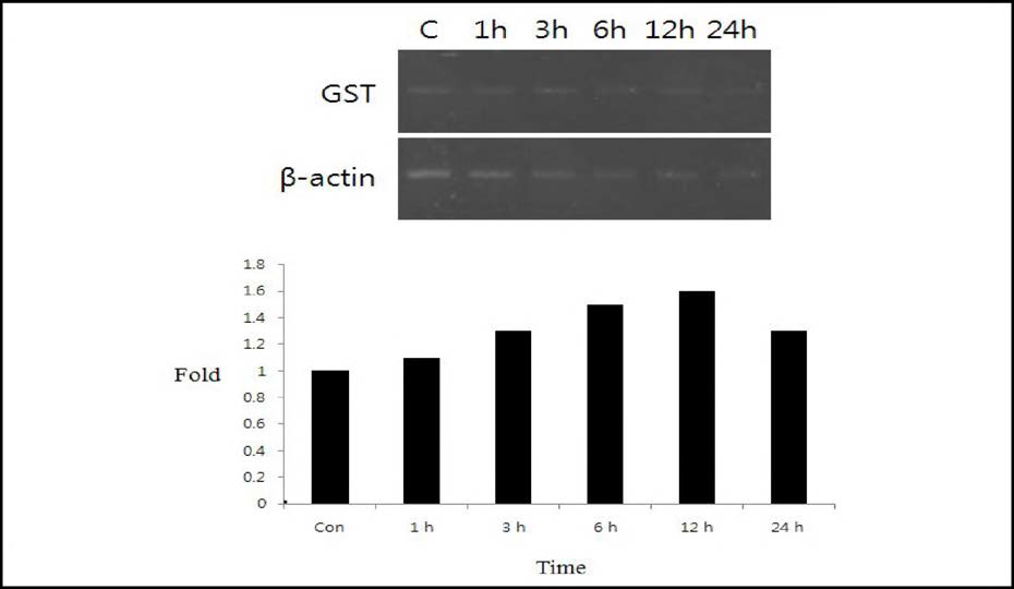 공기에 노출한 홍합의 GST 유전자의 발현