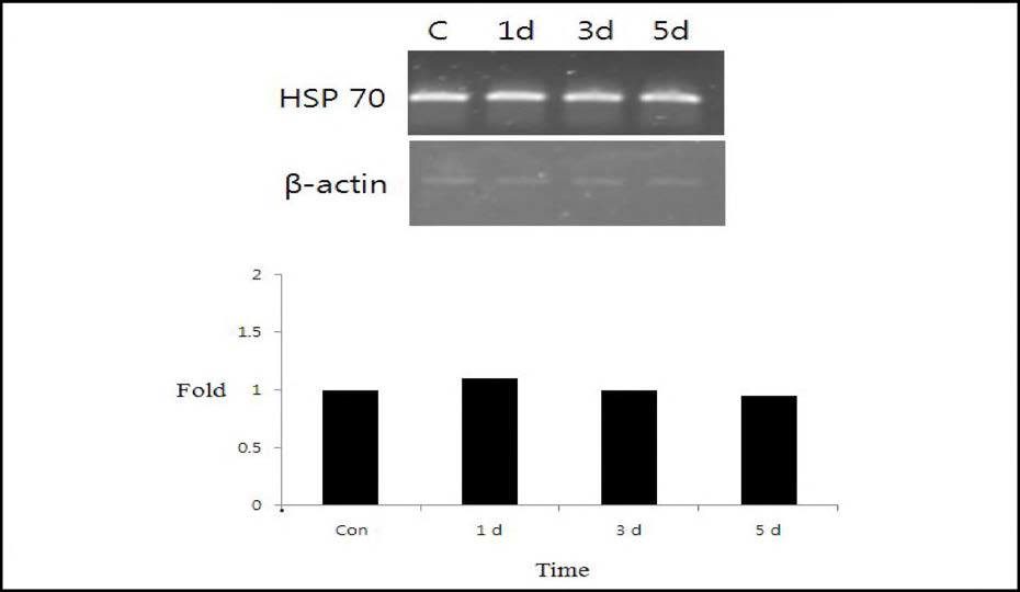 절식 후 시간의 경과에 따른 Hsp 70 유전자의 발현