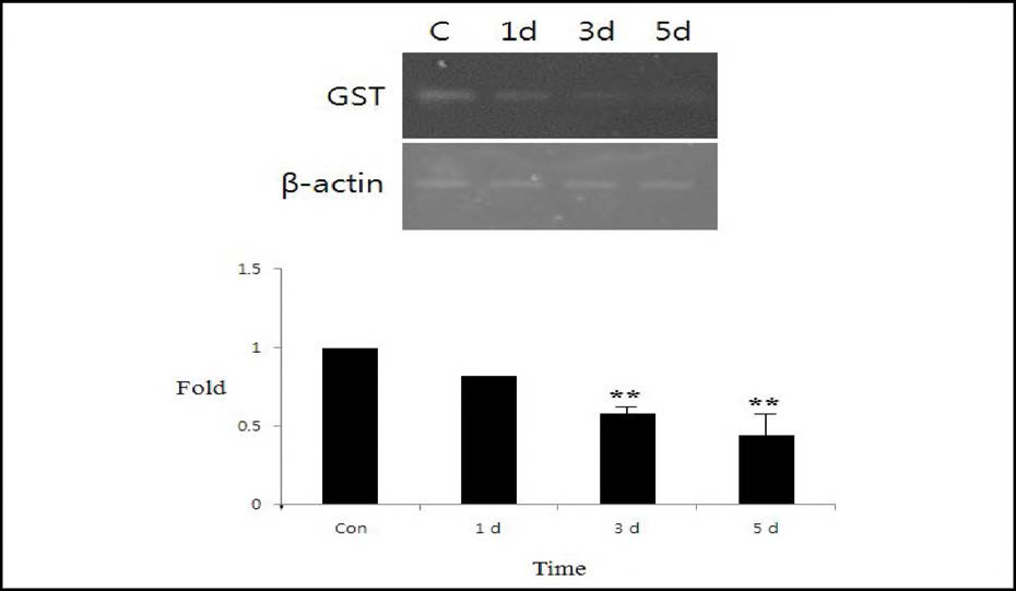 절식 후 시간의 경과에 따른 GST 유전자의 발현