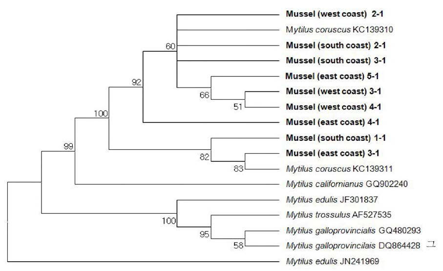 우리나라 참담치 COI 유전자와 Mytilus 속의 담치류 COI 유전자를 이용하여 추정된 계통분류학적 유연관계