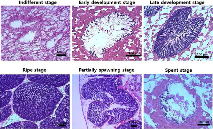 참담치 수컷의 생식소 발달 단계
