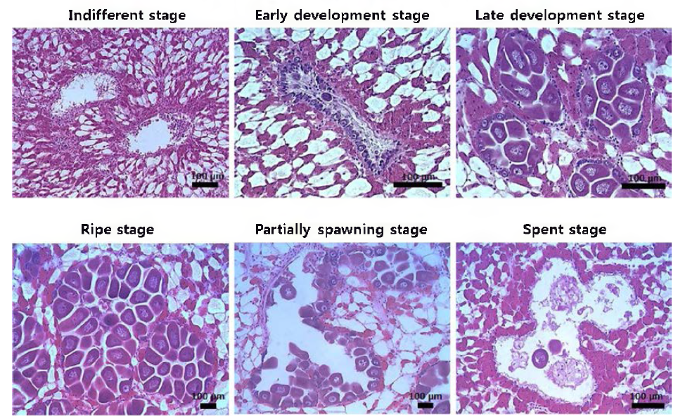 참담치 암컷의 생식소 발달 단계