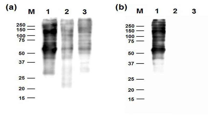 Western blotting을 이용한 참담치 난 단백질 항혈청 (anti-serum) 과 항체 (anti-IgG)에 대한 홍합속 담치류 (species)의 교차 반응