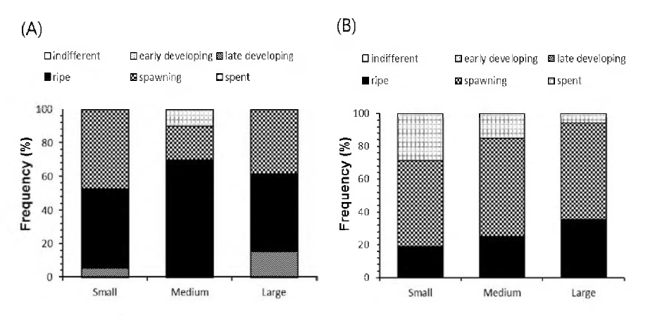 크기별 참담치의 생식소 발달 단계