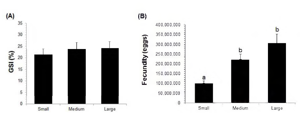 크기별 참담치의 생식소 지수 (GSI) (A)와 포란량 (B)