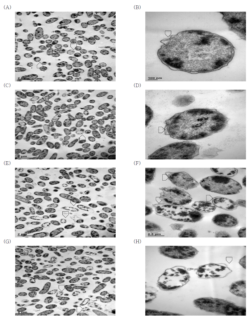 Morphology of V. vulnificus ATCC 33815 incubated in artificial sea water (pH 6) Microcosms with varying concentrations of NaCl at 4℃ on the 7th day