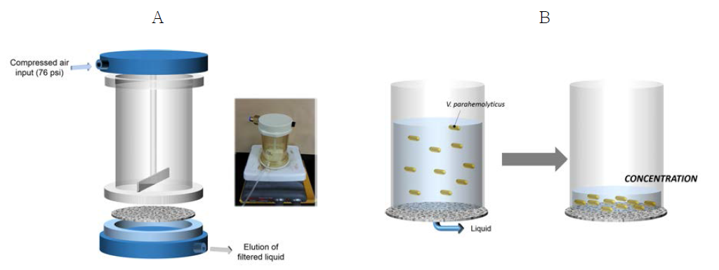 Ultrafiltration (UF) 시스템의 구조 및 UF에 따른 V. parahaemolyticus 농축의 모식도