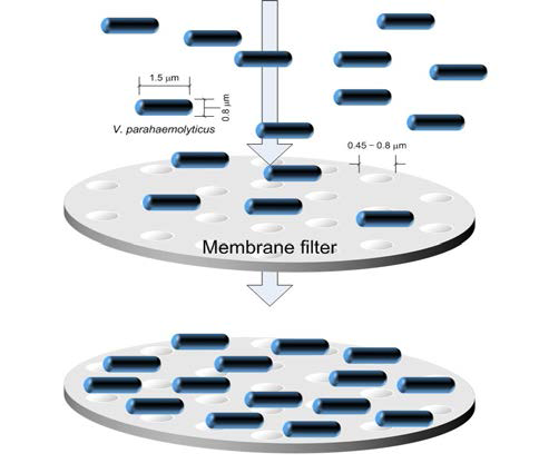 Membrane filter를 이용한 V. parahaemolyticus 선별 원리에 대한 모식도