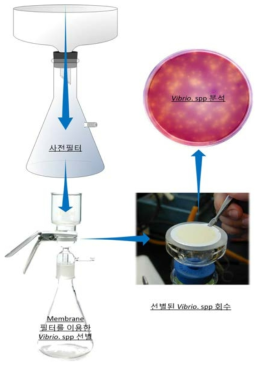 사전 필터링 및 membrane 필터를 이용한 V. parahaemolyticus 선별