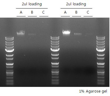 대장균을 이용한 핵산 추출 실험 결과
