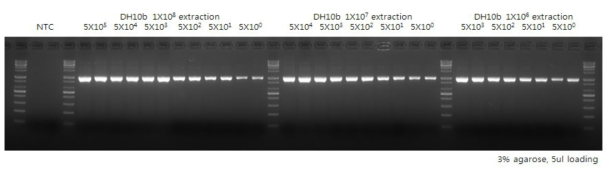 대장균에서 추출한 핵산의 검출 한계를 측정하기 위한 PCR 결과