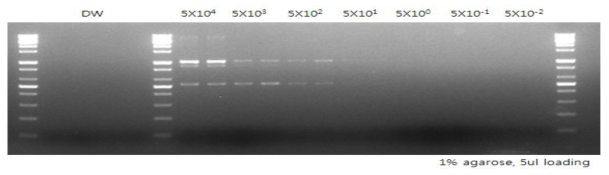 대장균을 순차희석하여 개별로 추출한 후 진행한 PCR 결과
