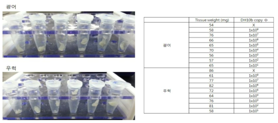 넙치와 조피볼락에 인위적인 대장균 오염 및 오염시킨 균 수