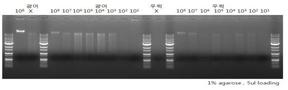 인위적으로 오염시킨 넙치와 조피볼락에서 추출한 대장균의 핵산 agarose gel 전기영동 결과