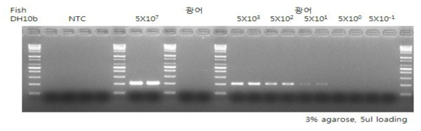 재 추출한 대장균의 핵산에 특이적인 16s rRNA primer로 진행한 PCR의 agarose gel 전기영동결과