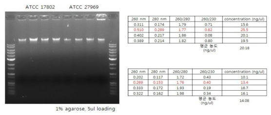 Vibrio spp.에서 추출한 핵산의 agarose gel 전기영동 결과와 정량 값 결과