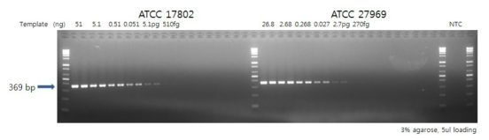 Vibrio spp.에서 추출한 핵산에 특이적인 primer를 사용한 PCR 결과