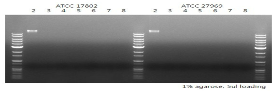 Vibrio spp.를 순차적으로 희석하여 추출한 핵산의 agarose gel 전기영동 결과