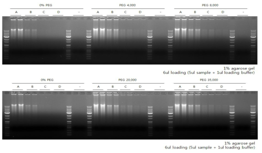 PEG4000, PEG8000, PEG2,0000, PEG35,000 첨가에 따른 WGA 증폭 결과