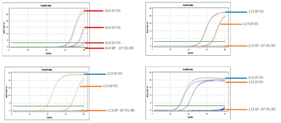 Enhanced WGA를 이용한 Listeria monocytogenes 검출 한계 확인 결과