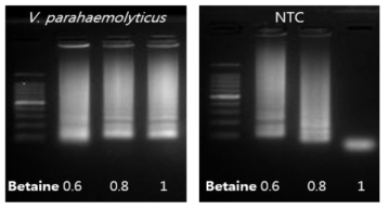 Betaine 농도에 따른 V. parahaemolyticus DNA의 LAMP 증폭