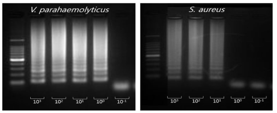 LAMP의 검출한계 평가를 위한 다양한 농도를 가지는 V. parahaemolyticus와 S. aureus DNA의 LAMP 증폭과 증폭산물의 전기영동 결과