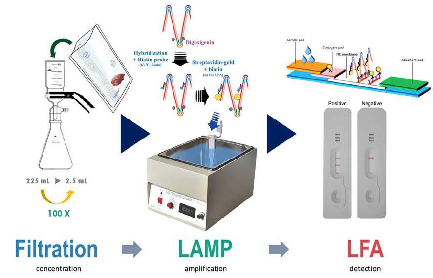 Filtration LAMP LFA에 대한 kit의 구성도