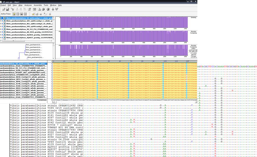 Multiple sequence alignment analysis 예시