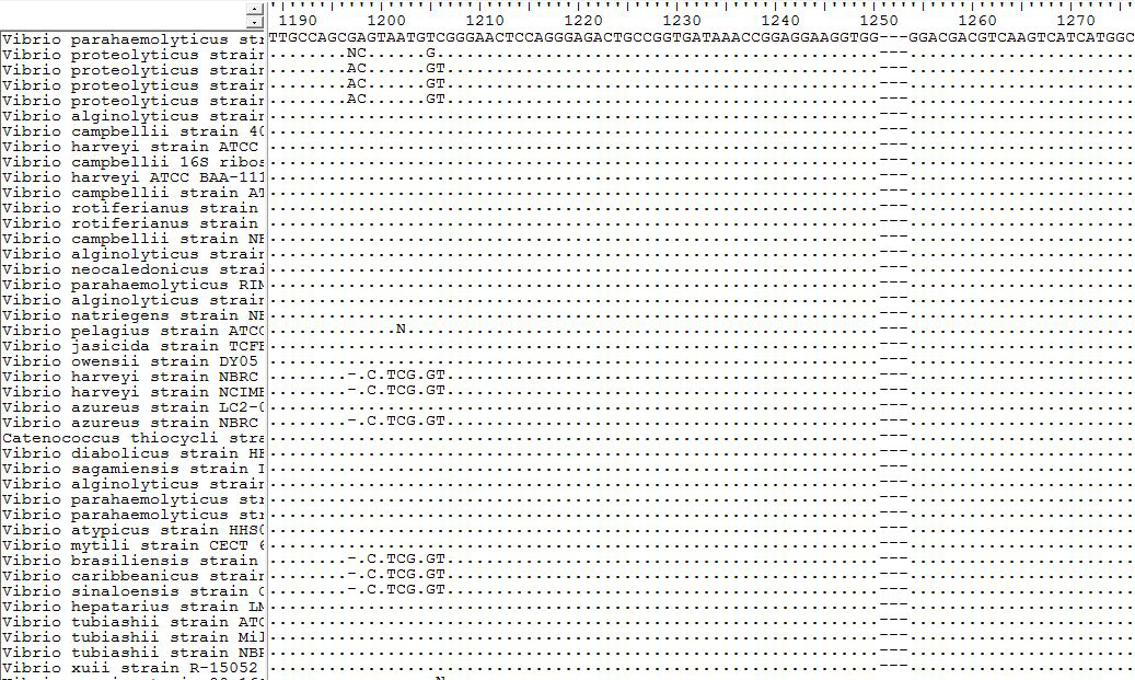 Vibrio spp. 16s rRNA -multiplex sequence alignment 결과 예시