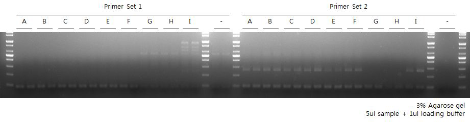 Vibrio spp. 16s rRNA primer 선별 결과