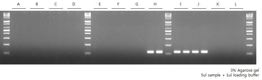 Cross reactivity test. - sdiA-3 primer set