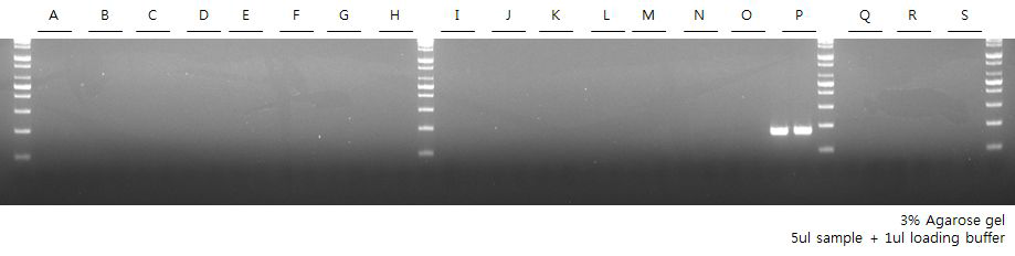 Conventional PCR - Cross reactivity test. V.vul-ppm-4 primer