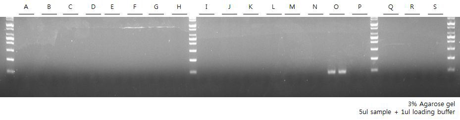 Cross reactivity test - Vibrio mimicus, ompU primer set