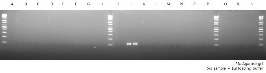 Cross reactivity test - Vibrio alginolyticus, V.A-coll primer set
