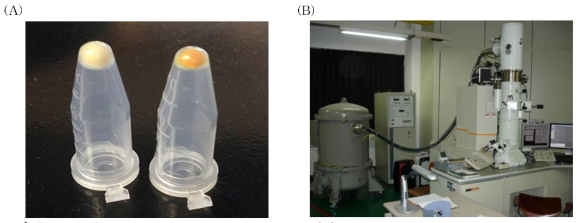 Collection of the bacterial pellets (A) for performing transmission electron microscopic assay (B)